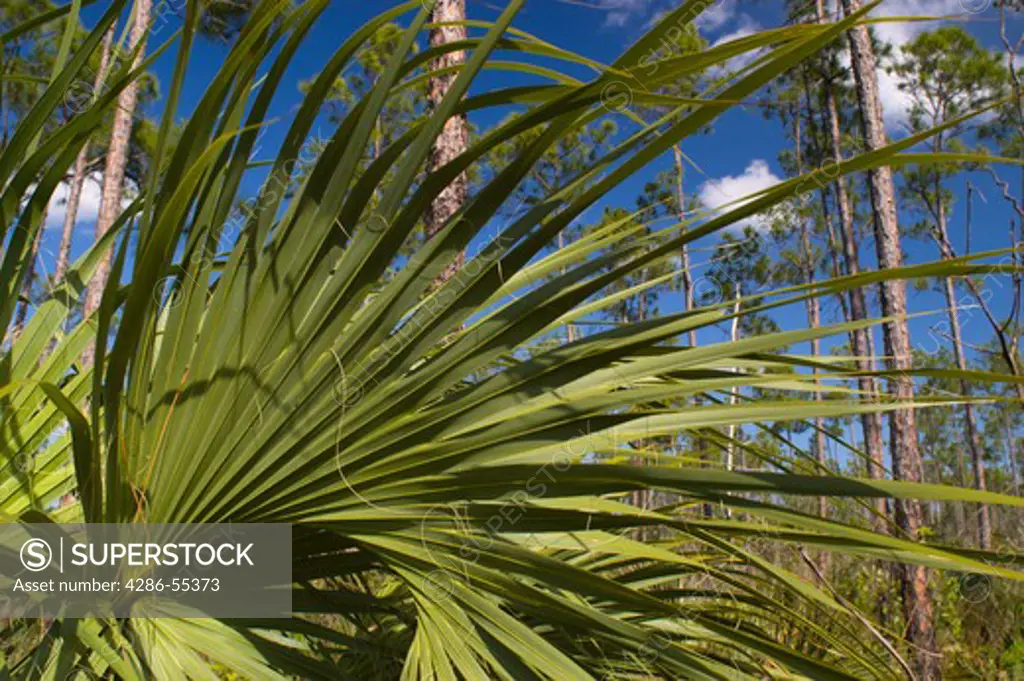 EVERGLADES NATIONAL PARK, FLORIDA, USA - Plants in the Slash Pine micro-climate, subtropical pine forest, in the Everglades in South Florida. This is the most endangered pine tree community in North America.