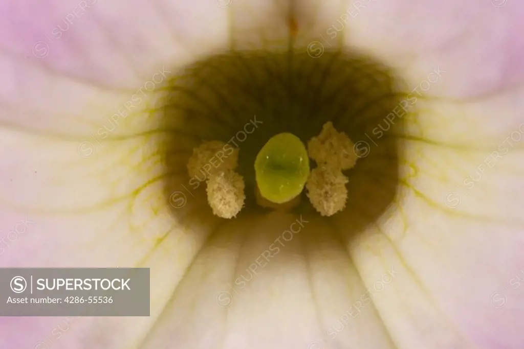 ARLINGTON, VIRGINIA, USA - Flower close-up.