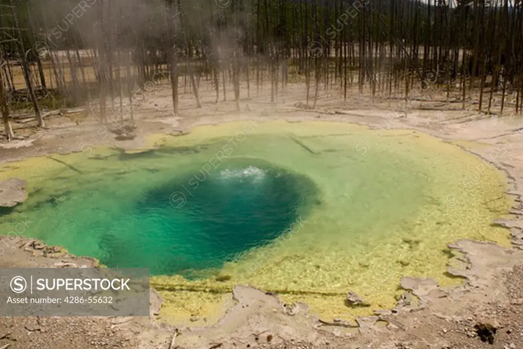 WYOMING, USA - Cistern Spring, in the Norris Geyser Basin, Yellowstone National Park, established 1872. Cistern Spring's brown, orange, and green colors represent species of visible algae and bacteria, each requiring a different temperature environment.