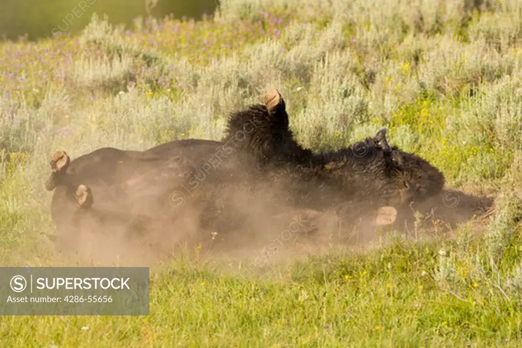 WYOMING, USA - Bison rolls over in a wallow, in the Hayden Valley, in Yellowstone National Park.
