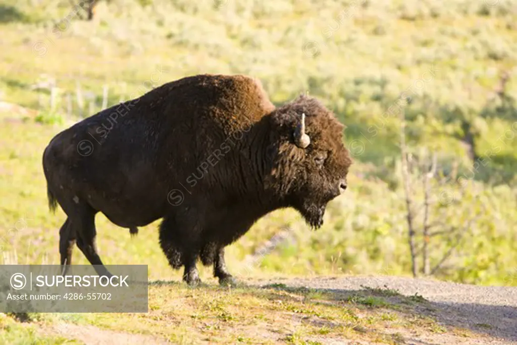 WYOMING, USA - Bison, in Yellowstone National Park.