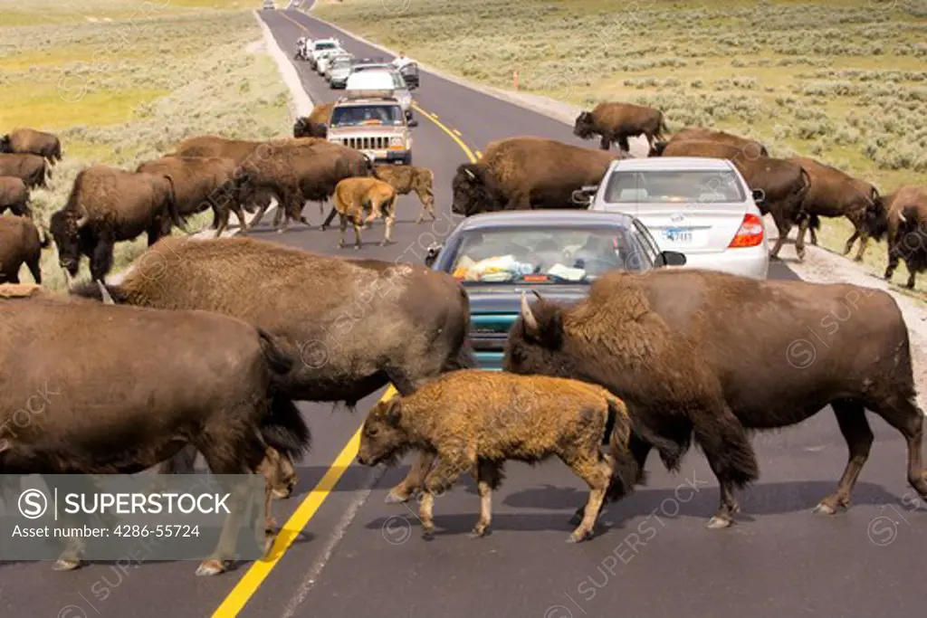WYOMING, USA - Bison herd crosses the road and stops car traffic in Yellowstone National Park.