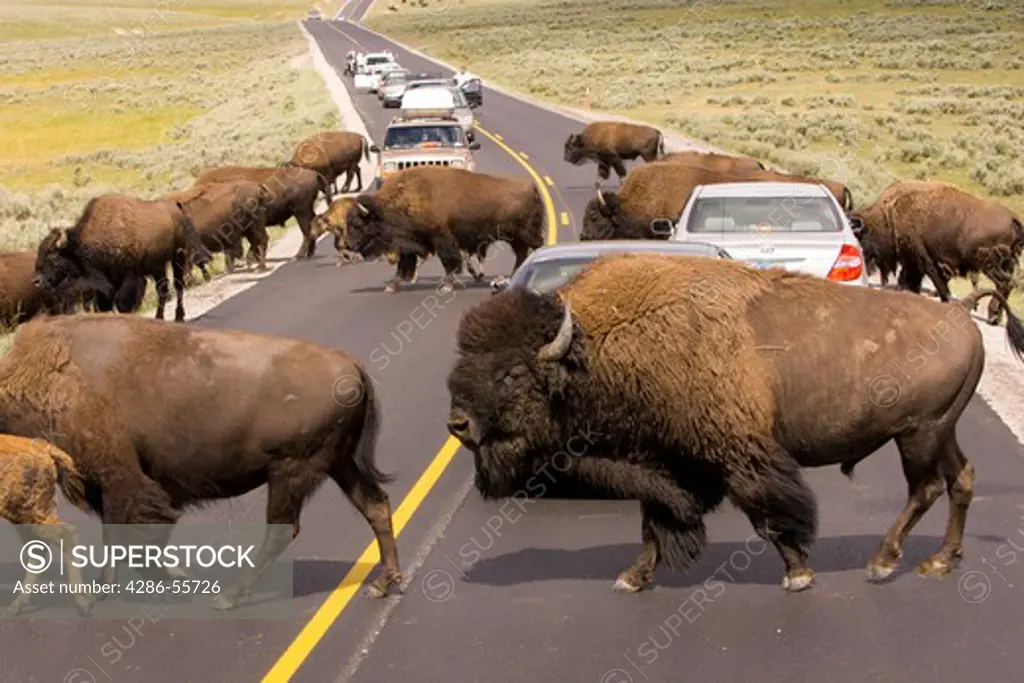 WYOMING, USA - Bison herd crosses the road and stops car traffic in Yellowstone National Park.
