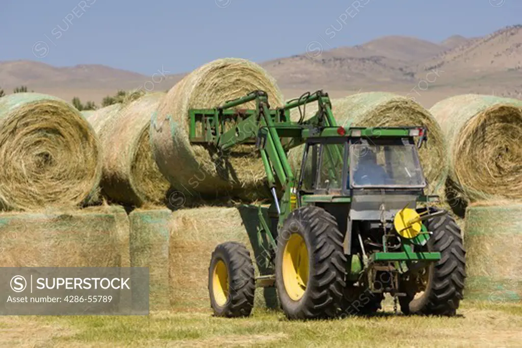TWIN BRIDGES, MONTANA, USA - Farm tractor moves round bales of hay, west of Twin Bridges.