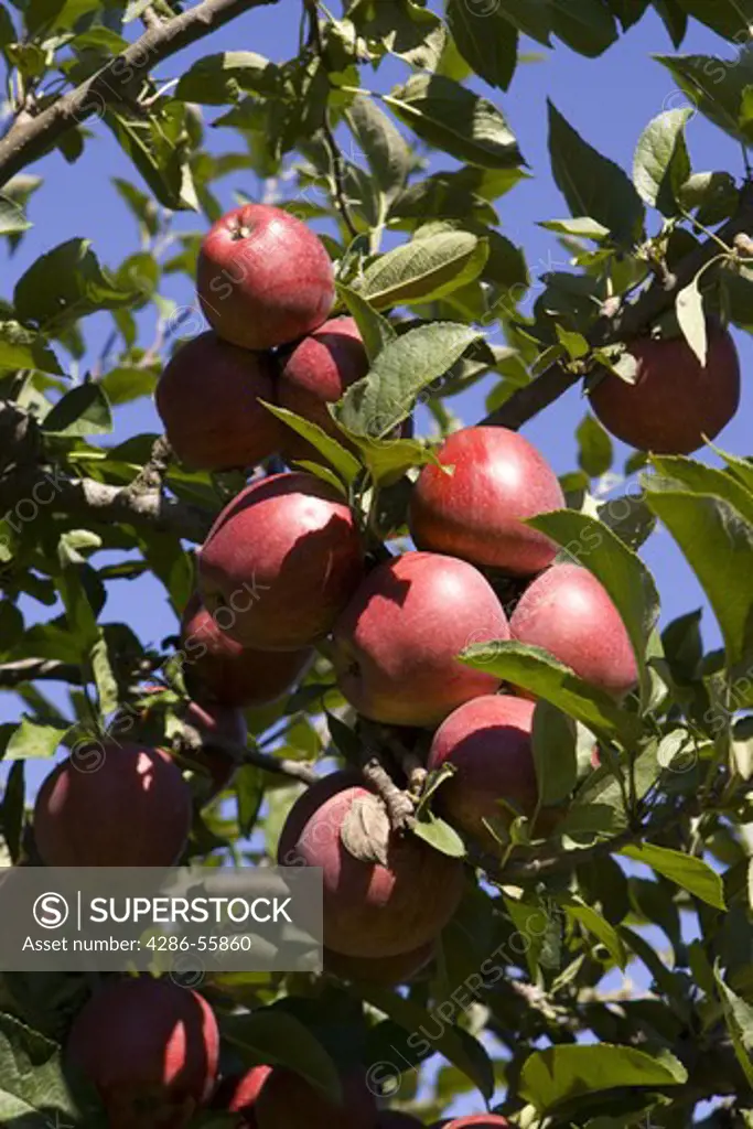 MARKHAM, VIRGINIA, USA - apple tree orchard with ripe fruit.