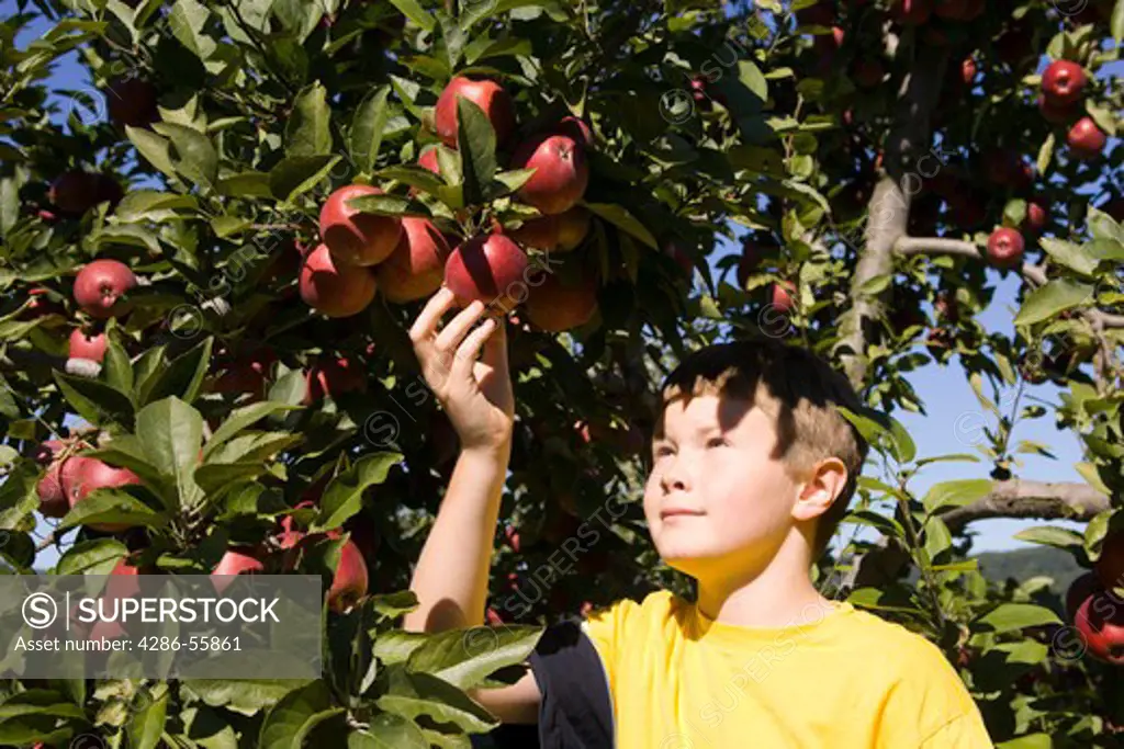 MARKHAM, VIRGINIA, USA - Ten year old boy in apple tree orchard with ripe fruit. (MR) Model Released.