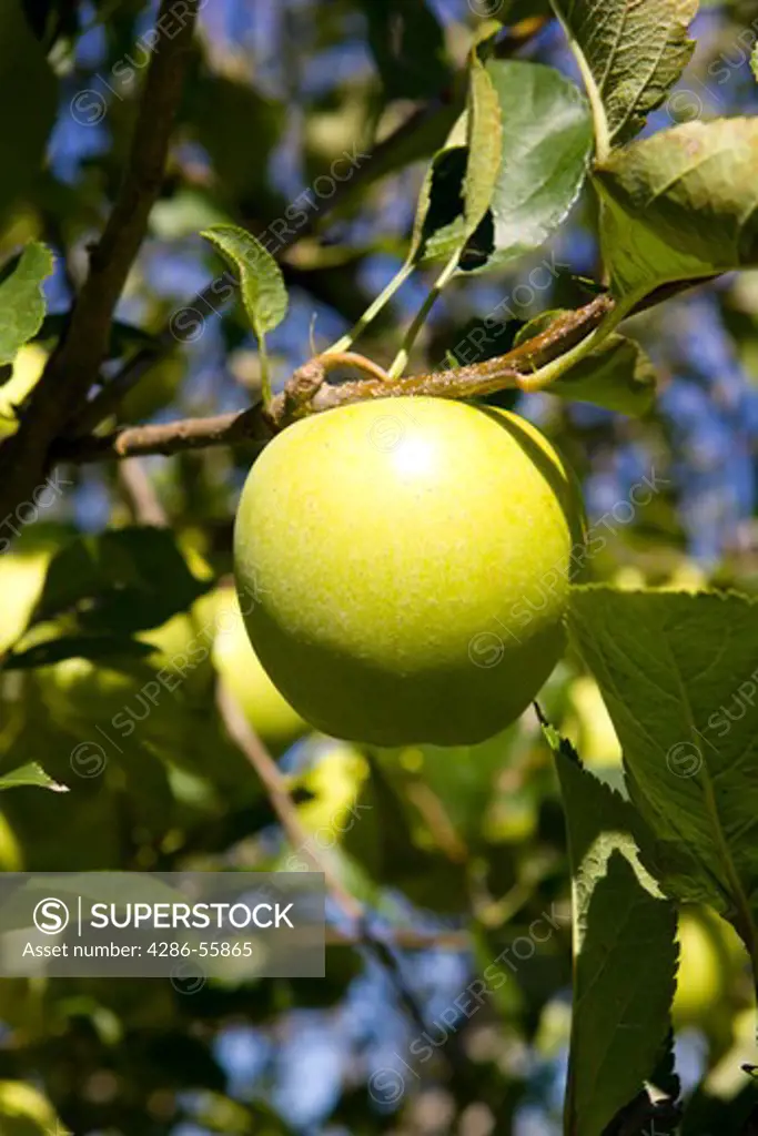 MARKHAM, VIRGINIA, USA - apple tree orchard with ripe fruit.
