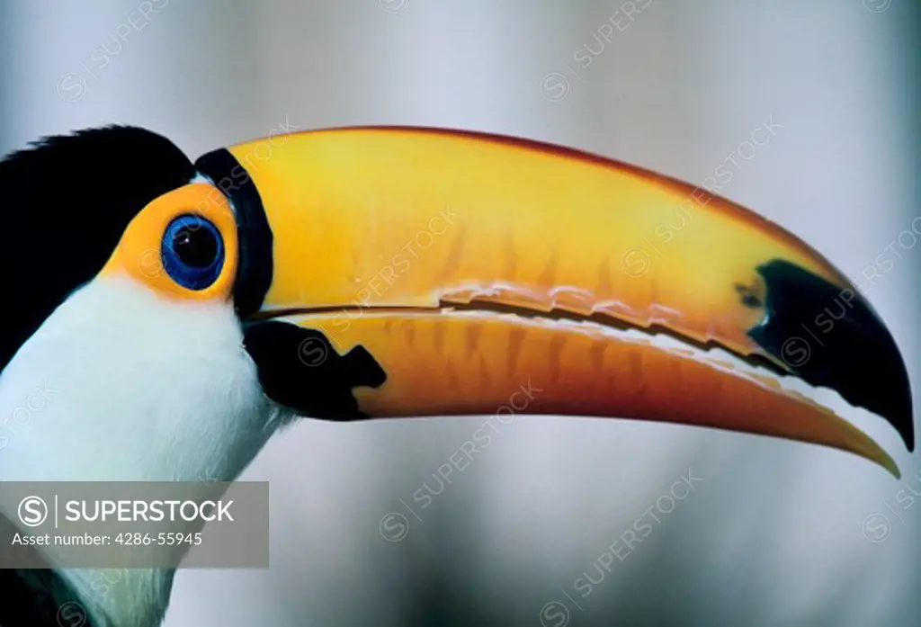 Close-up side view of a Toco Toucan, Ramphastos Toco
