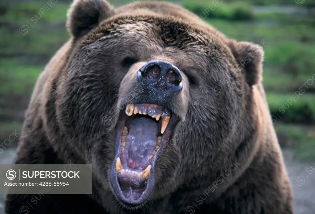 Close-up of a ferociously, growling Kodiak Bear, U.A. Middendorffi.