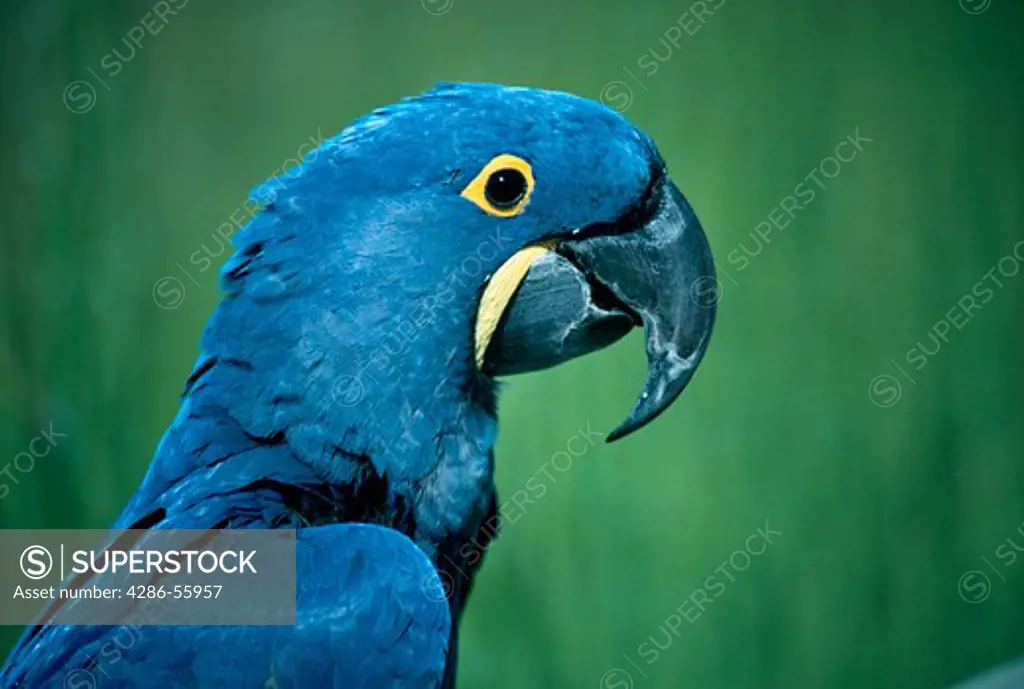 Side- view of a large, Hyacinth Macaw, Andorhynchus Hyacinthimus.