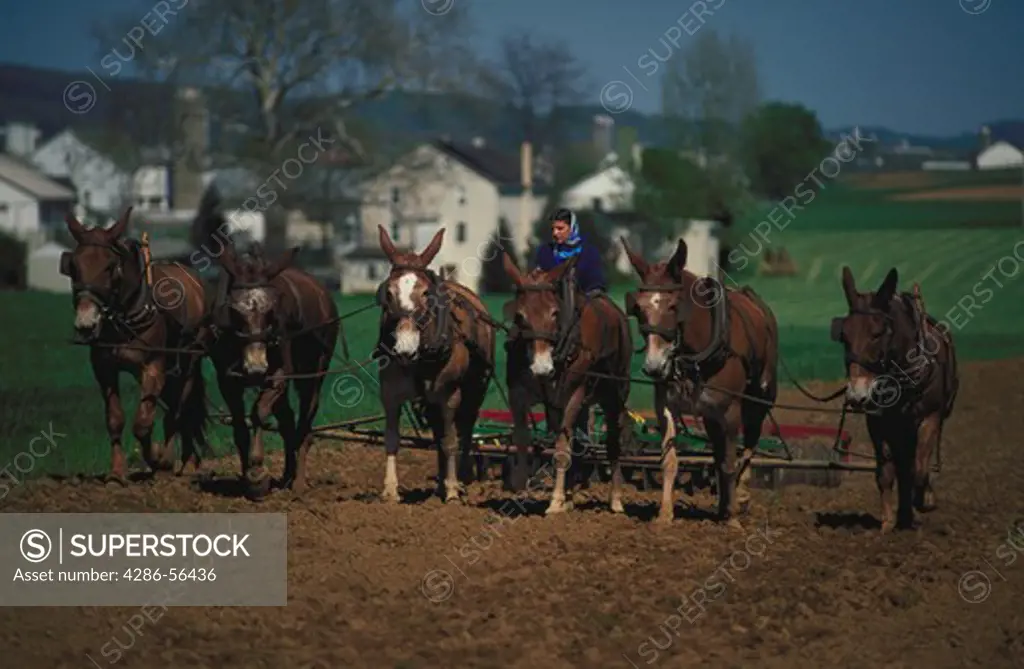 An Amish woman walks behind a plow that is being pulled by six mules.