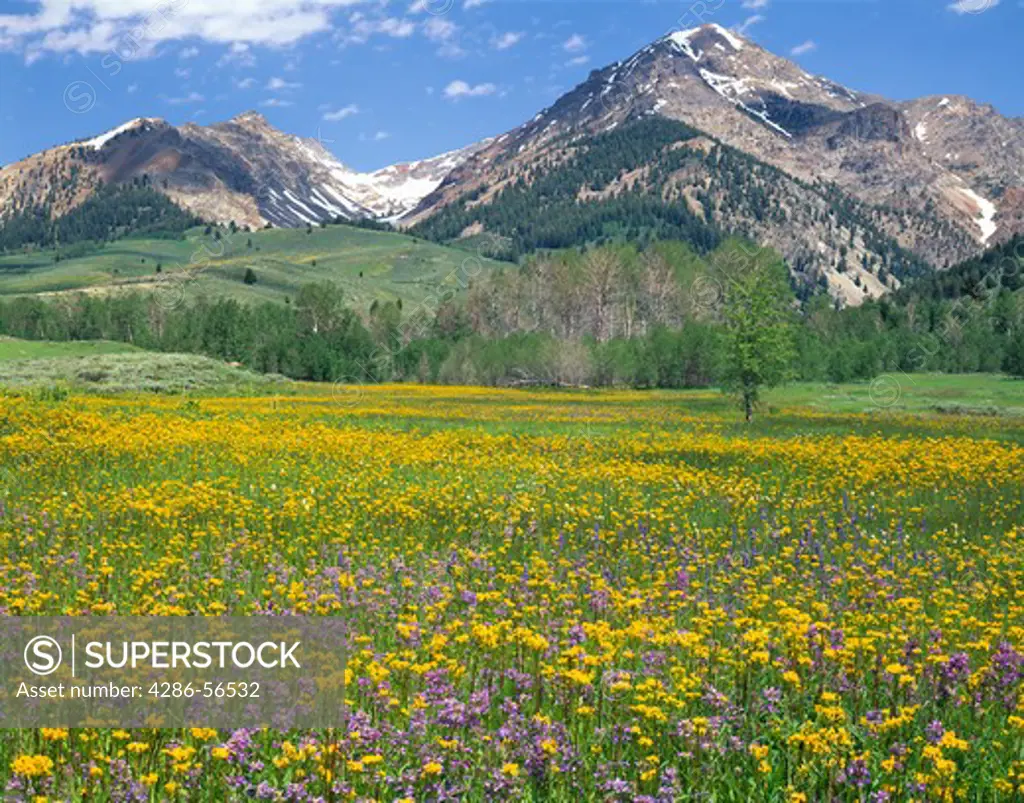 Field of yellow and purple wildflowers with Boulder Mountains rising in the background, near Sun Valley, Idaho.