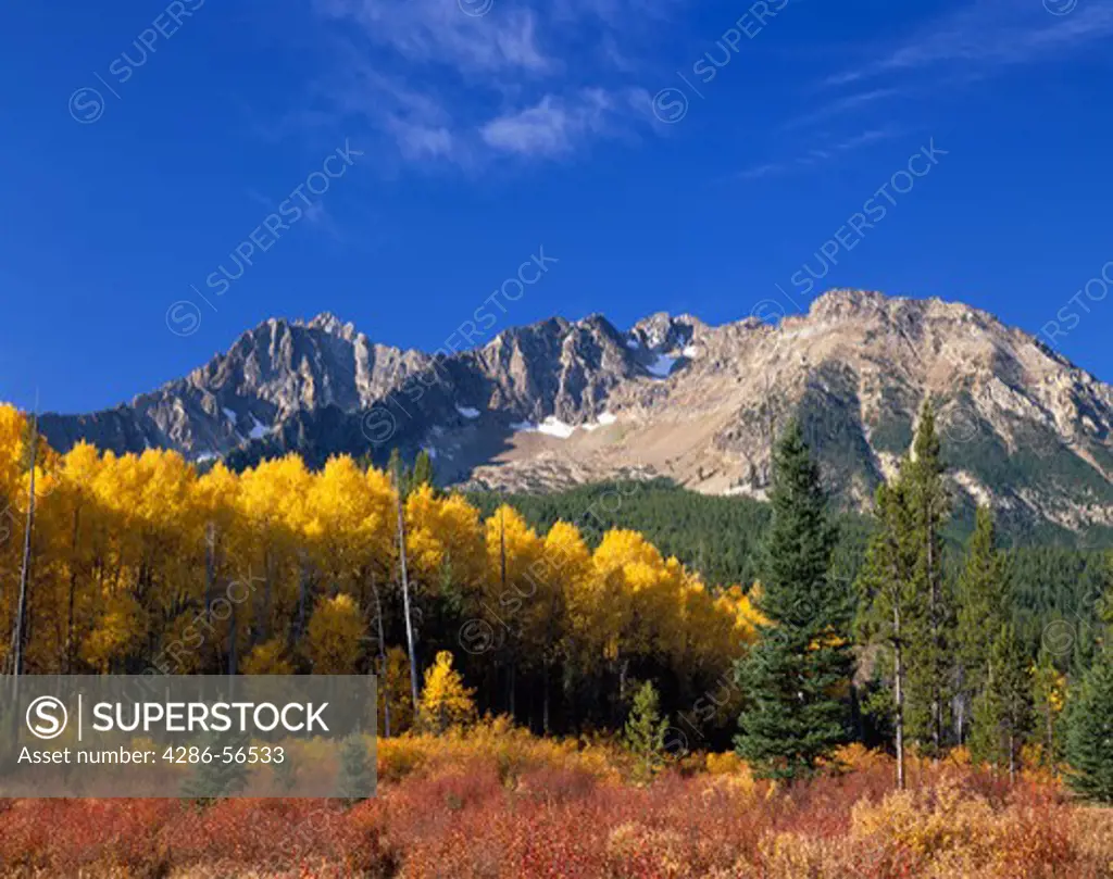 Brillant yellow aspen trees contrast with evergreens in the Sawtooth Mountains, near Stanley, Idaho.