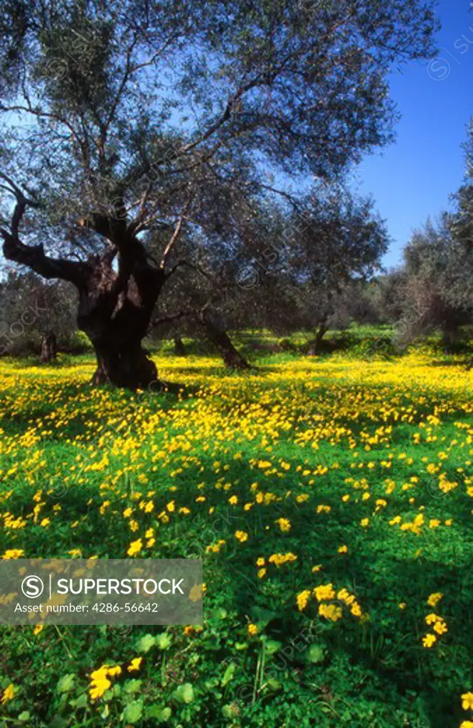 Spring flowers in an olive grove. Western Crete. Greece