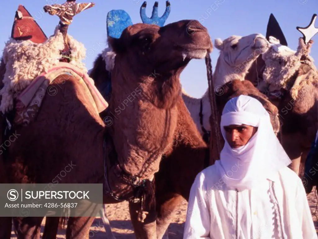 Camel Rider.  Douz Festival. Tunisia.