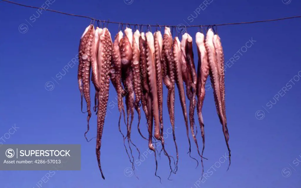 Greece. Crete. Octopuses hanging on a line to dry.