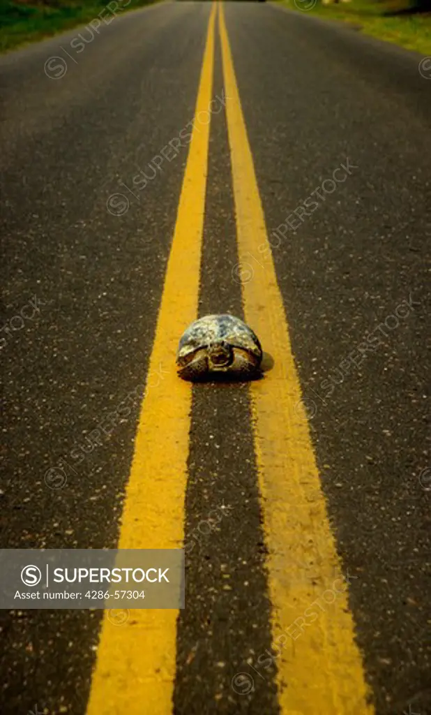 A tortoise walking down the middle of the yellow lines on a road. 