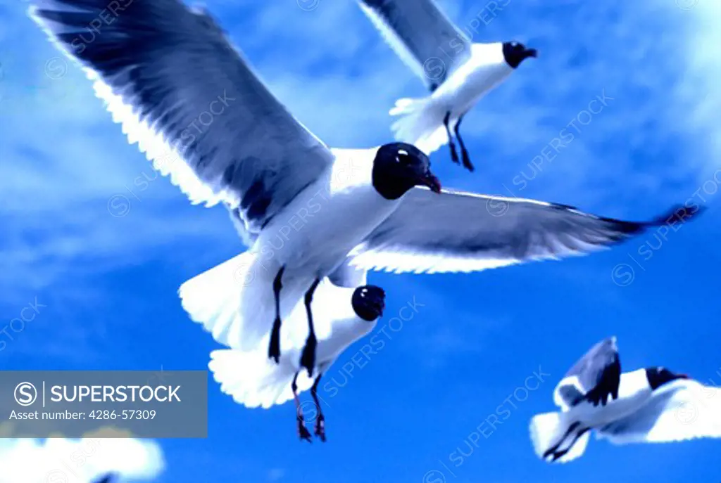 Flock of seagulls flying against the blue sky background.