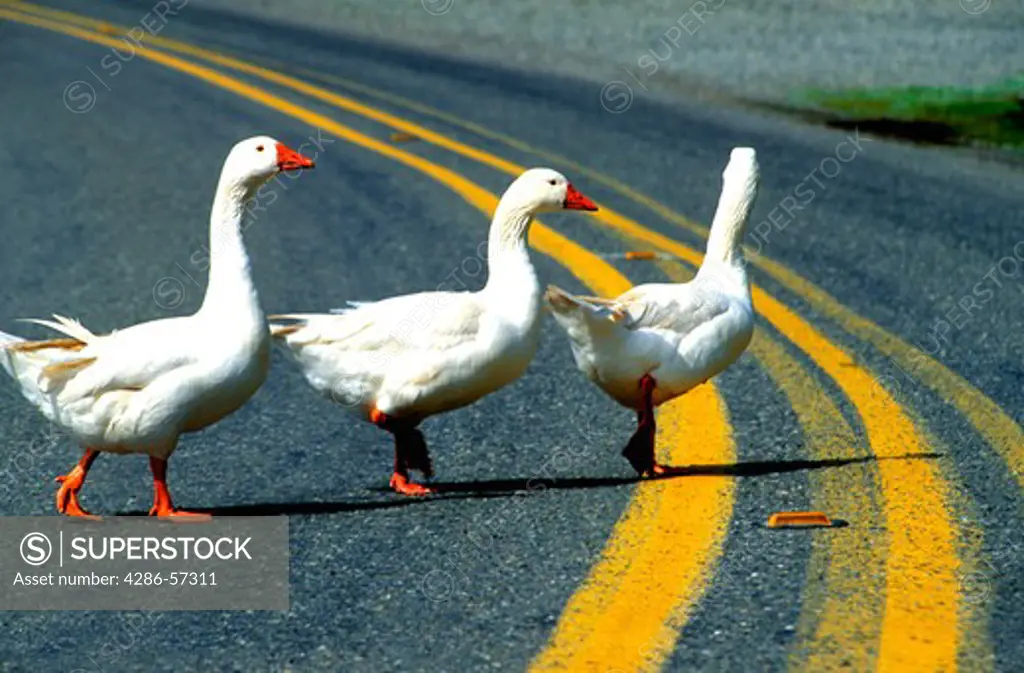 Trio of white geese crossing the middle of the road. 