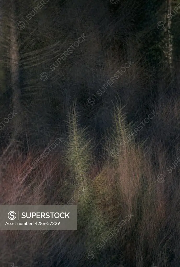 Multiple-exposure of Aspen & evergreen trees looks like abstract art, Manitoba, Canada.