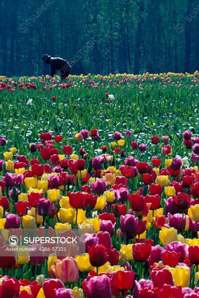 Man working in a large colorful tulip field, Puyallup, WA.