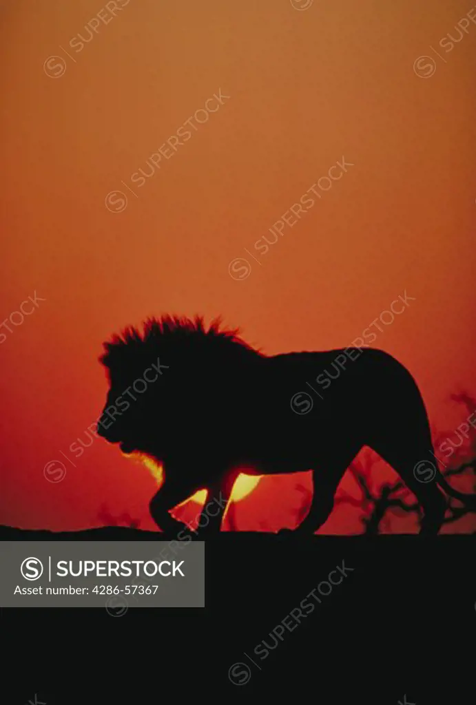Lion with sunset