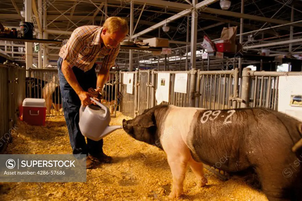 Man providing water to a large, numbered  pig at the Illinois State Fair in Springfield, IL.