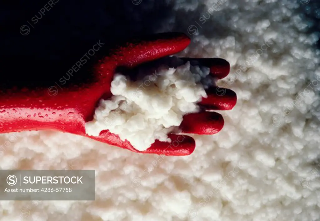 Manufacturing image of forest products specifically bleached pulp as a gloved hand scoops some pulp.