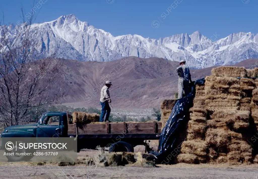 Bales of hay stacked up against a farm truck with Mt. Whitney looming in the background. 