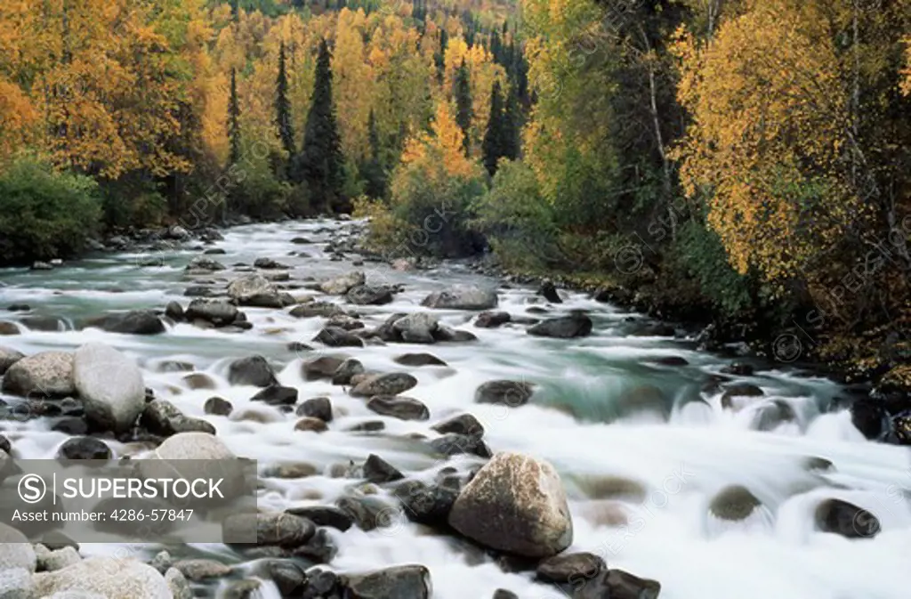 Water flows over rocks in a river bed with fall foliage surrounding the river, Little Sustina River, AK.