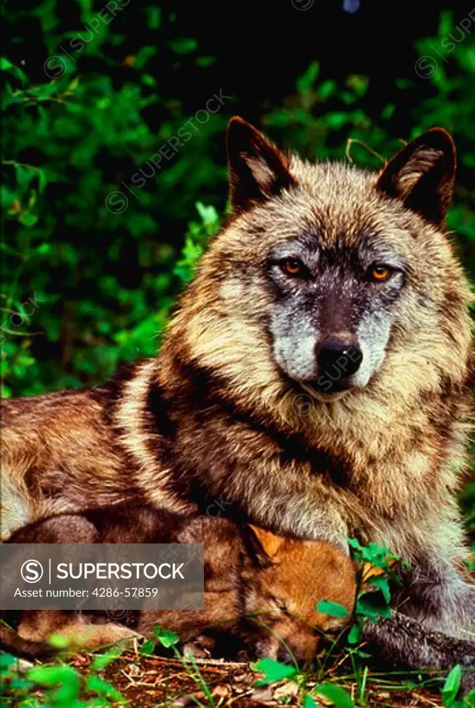 Timber or gray wolf (Canis lupus) female with pup.