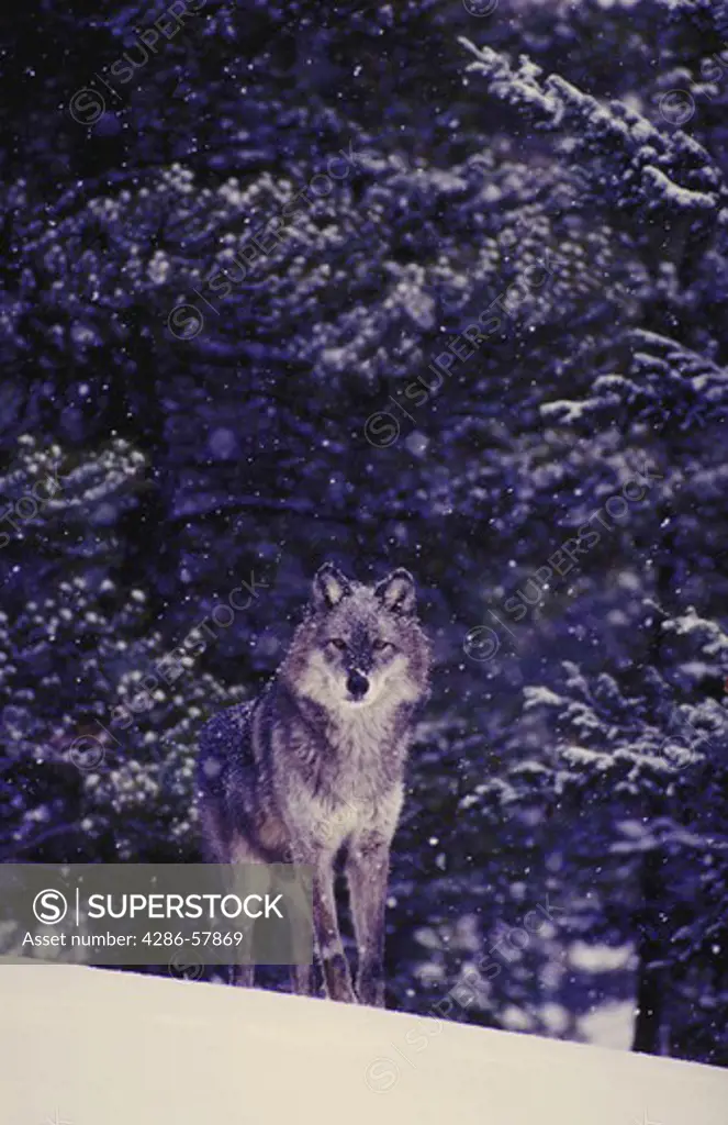 Timber or gray wolf in snowstorm.