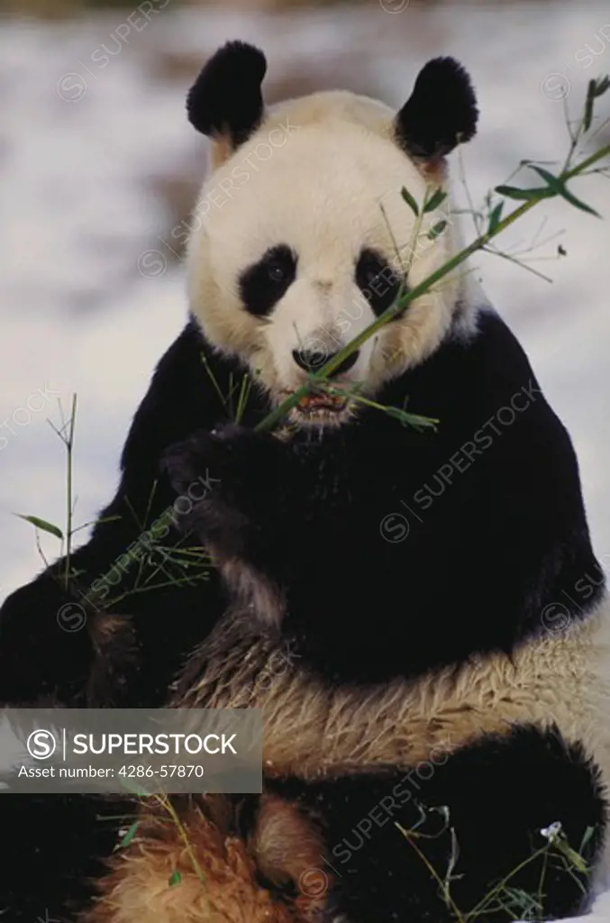 Giant Panda eating bamboo.