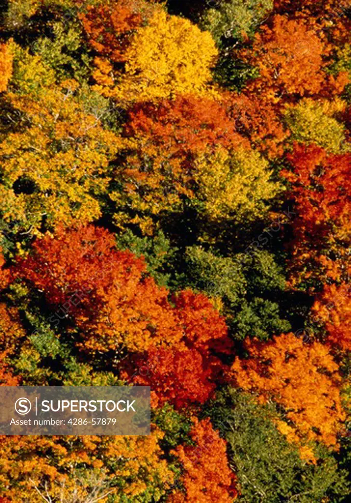 Fall colors along Jordan Pond, Acadia National Park, Maine