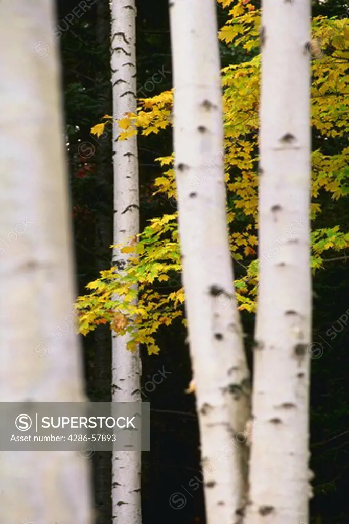 Close-up of white bark of birch trees with yellow leaves in background.