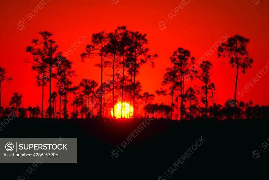 Silhoutte of trees at sunset in the endangered Pineland Forest, Everglades National Park, Florida.