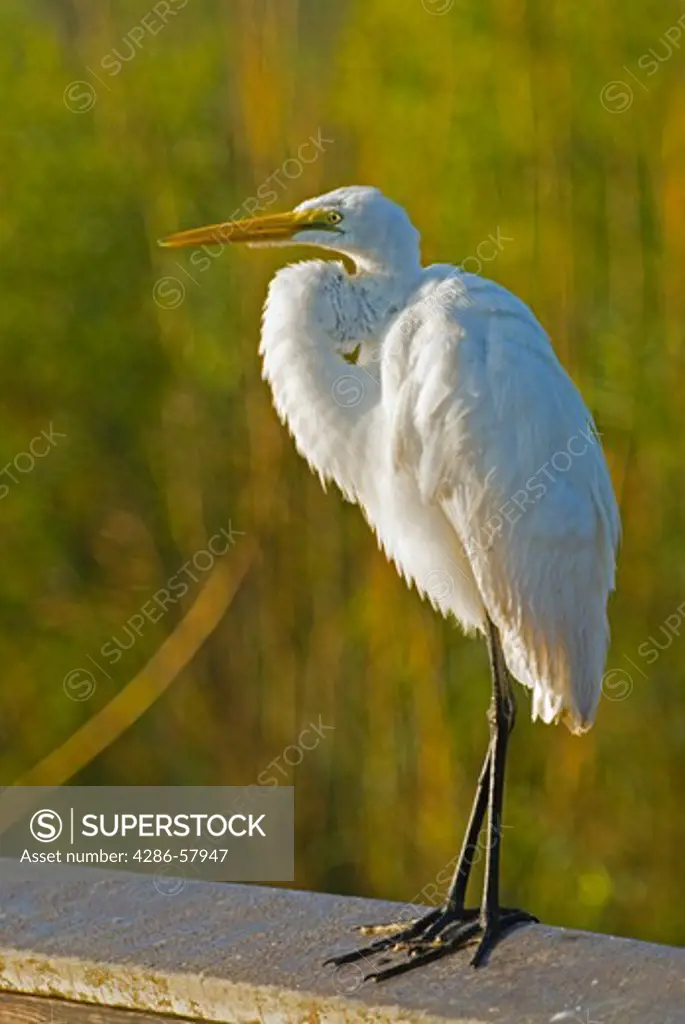 Great Egret searches for fish along Anihinga Trail, Everglades National Park, Florida.