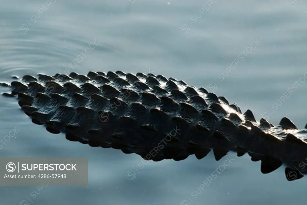 The protective bony hide of American Alligator juts above pond water line, Everglades National Park, Florida.