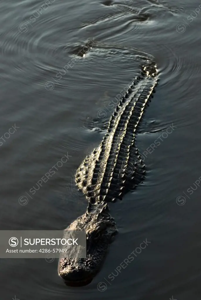Barely making a ripple, an American Alligator cruises across sunny pond, Everglades National Park, Florida.