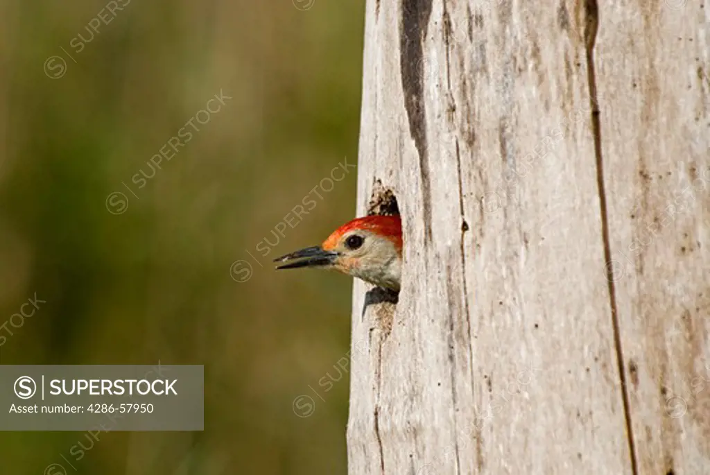 Red-Bellied Woodpecker prepares to exit home in tree trunk, Anihinga Trail, Everglades National Park, Florida.