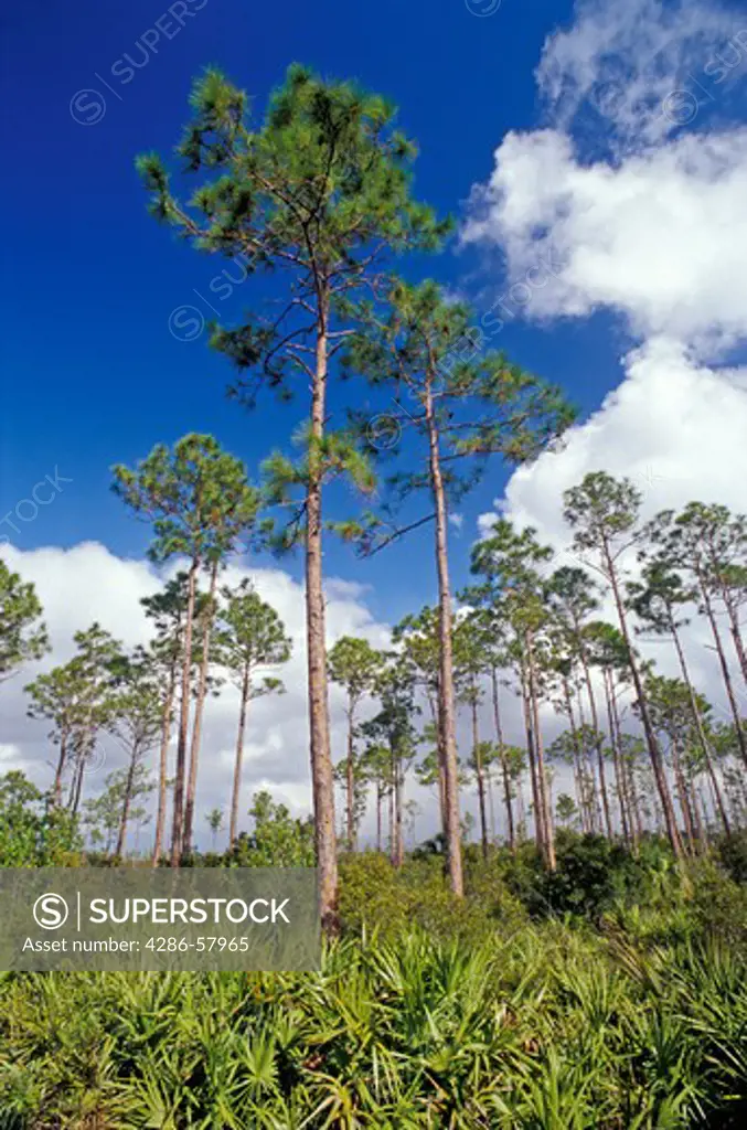 Everglades National Park rimrock pinewood ecological community.