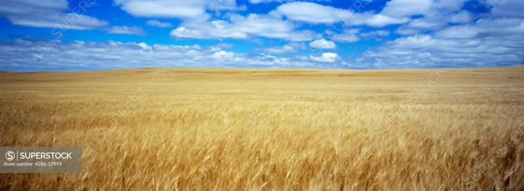 Golden wheat awaits harvest under cloud filled sky, Watford City, North Dakota