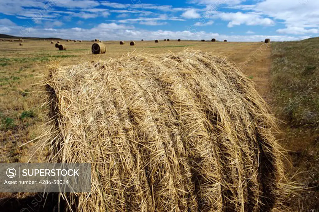 Round hay bales in late summer field, Belfied, North Dakota