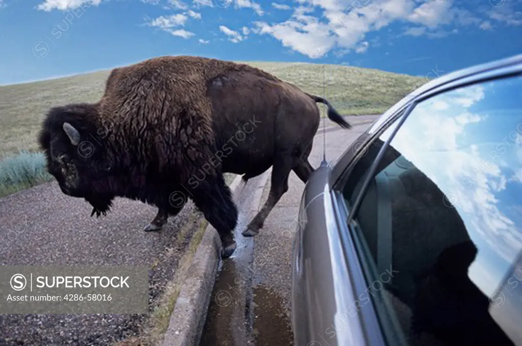 American bison bull ambles past visitor's automobile, Theodore Roosevelt National Park, North Dakota