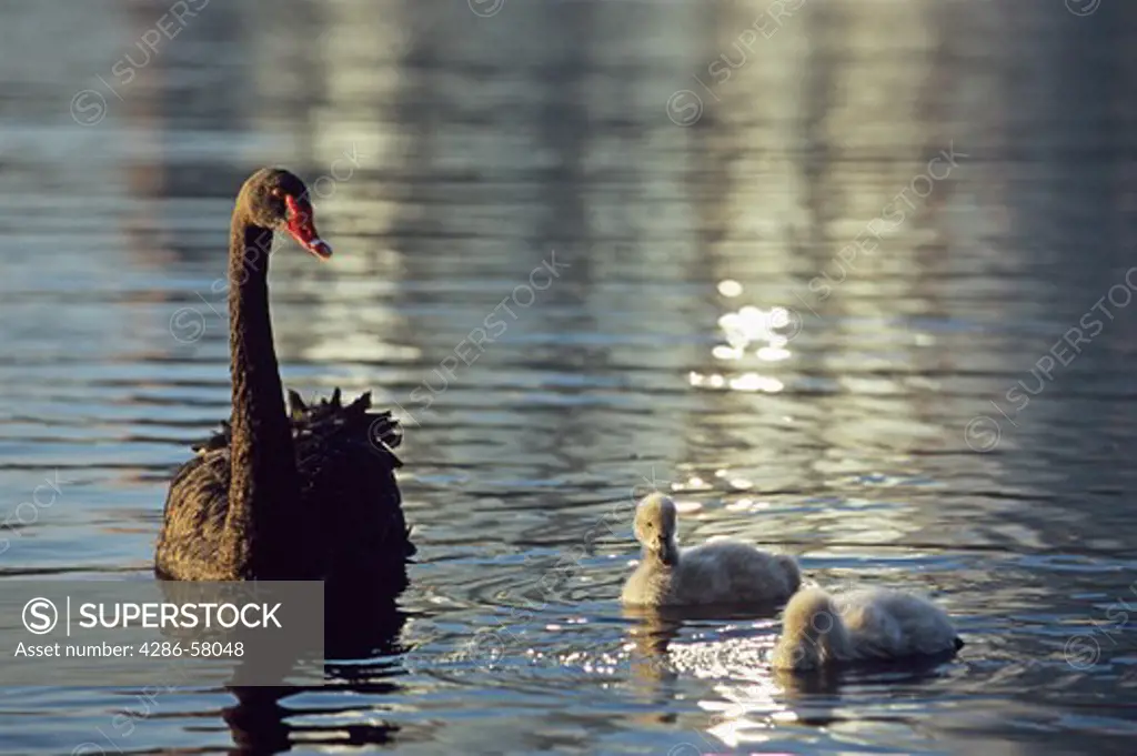 A mother black swan protects her babies on Lake Eola, in downtown Orlando, Florida