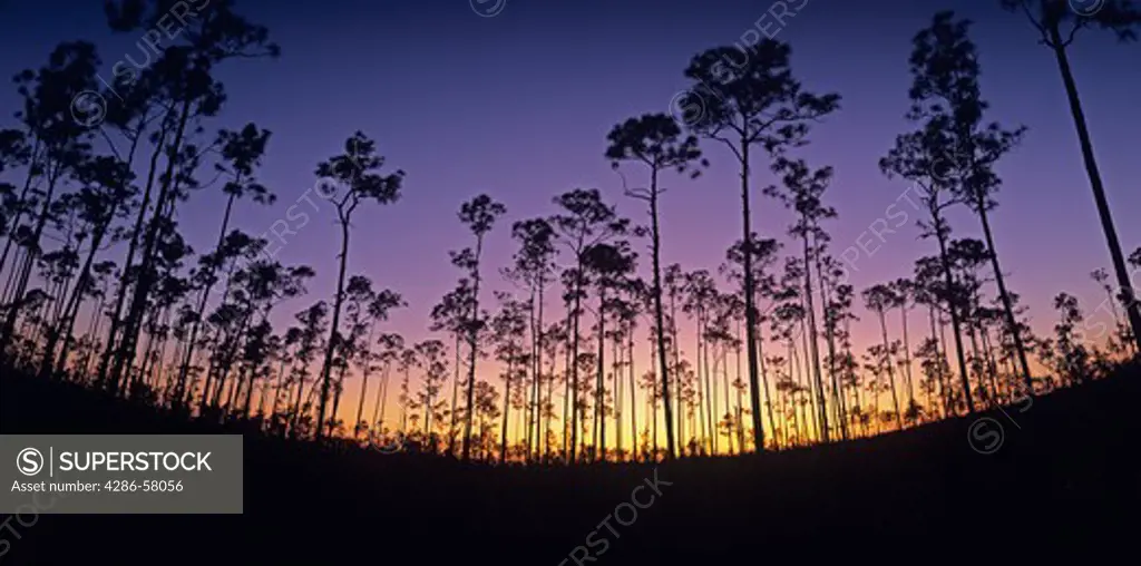 Everglades National Park rimrock pinewood community at Long Pine Key, Slash Pine stand against sunset sky, Florida.