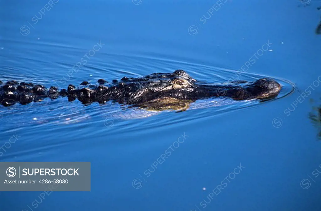 American Alligator quietly swims through blue pond waters, Anihinga Trail, Everglades National Park, Florida.