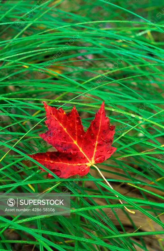 Maple leaf rests on meadow grass in Fall, The Big Meadow, Acadia National Park, Maine