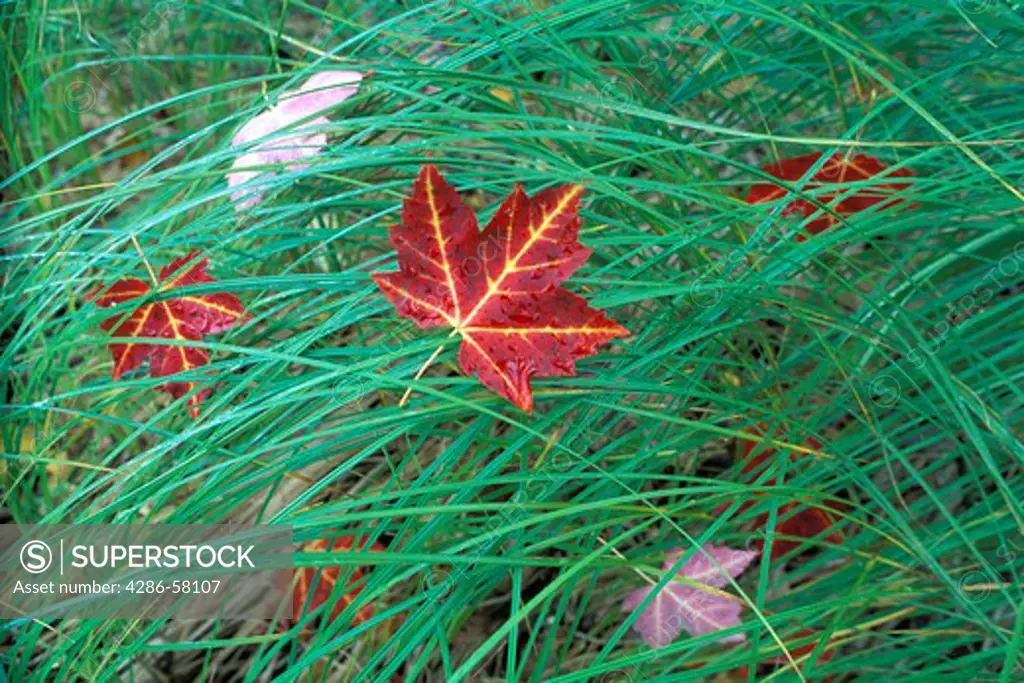 Maple leaf rests on dew covered grass in Fall,  The Big Meadow, Acadia National Park, Maine