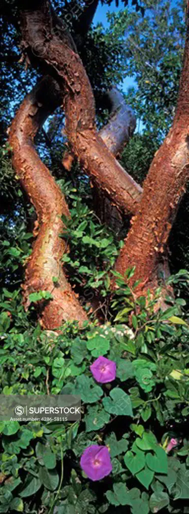 Gumbo limbo tree emerges from hardwood hammock, above glades morning glory, at  Bahia Honda State Park, Big Pine Key, Florida  Gumbo limbo tree emerges from hardwood hammock, above glades morning glory, at  Bahia Honda State Park, Big Pine Key, Florida